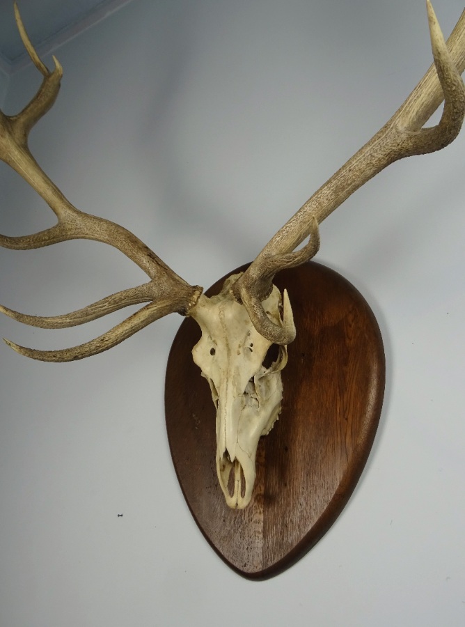 Vintage Large Set of Stag Antlers (10).JPG